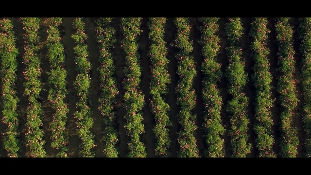 Video Reference: green, vegetation, ecosystem, grass, leaf, pattern, biome, tree, forest, grass family, Person