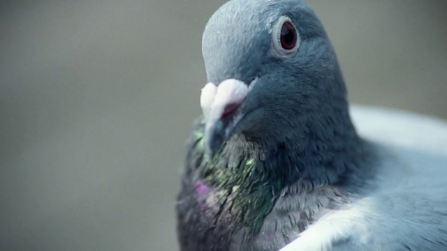 Video Reference: Bird, Stock dove, Grey, Beak, Rock dove, Feather, Wing, Terrestrial animal, Pigeons and doves, Natural material