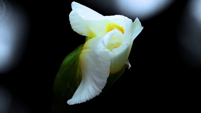 Video Reference: White, Petal, Flower, Plant, Yellow, Flowering plant, Narcissus, Amaryllis family, Orchid, Macro photography, Person