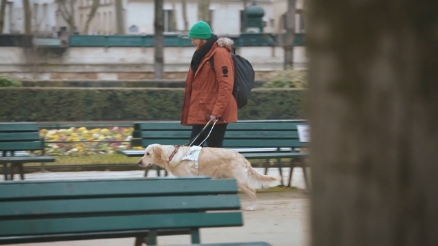 Video Reference: Dog, Canidae, Companion dog, Leash, Sporting Group, Carnivore, Dog breed, Dog walking, Obedience training, Person