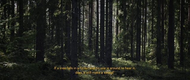 Video Reference: Forest, Tree, Woodland, Spruce-fir forest, Tropical and subtropical coniferous forests, Nature, Natural environment, Old-growth forest, Northern hardwood forest, Nature reserve