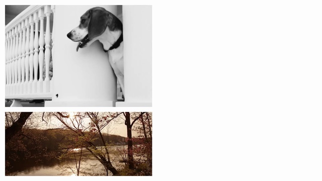 Video Reference: Dog, Canidae, Dog breed, Coonhound, Hunting dog, Carnivore, Sporting Group, Harrier, Black-and-white, Treeing walker coonhound