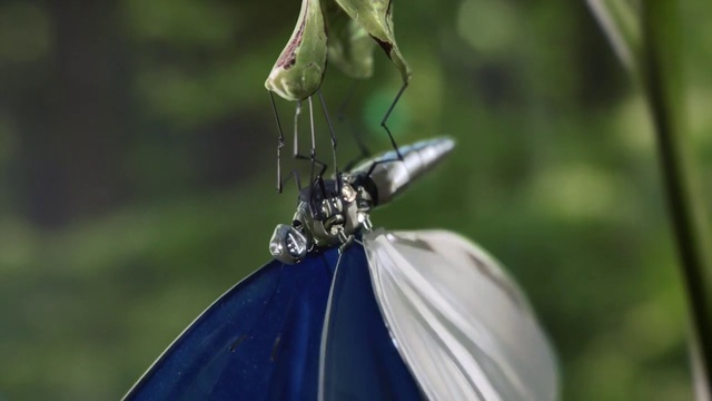 Video Reference: Butterfly, Insect, Moths and butterflies, Invertebrate, Pollinator, Organism, Pieridae, Plant, Photography, Macro photography