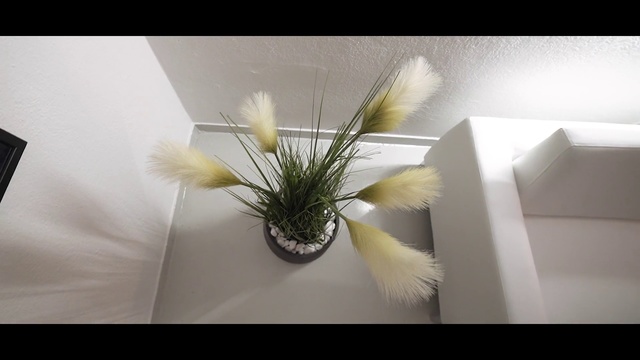 Video Reference: White, Flowerpot, Plant, Grass, Flower, Still life photography, Room, Houseplant, Ikebana