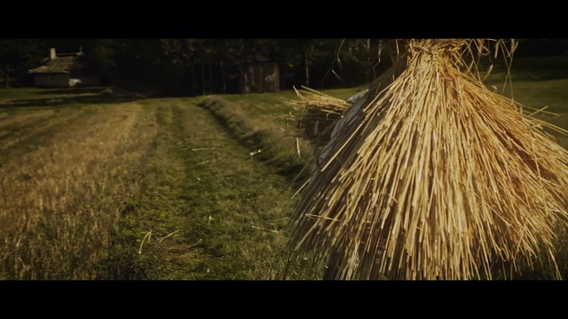 Video Reference: Nature, Light, Grass family, Grass, Tree, Sunlight, Plant, Field, Straw, Rural area