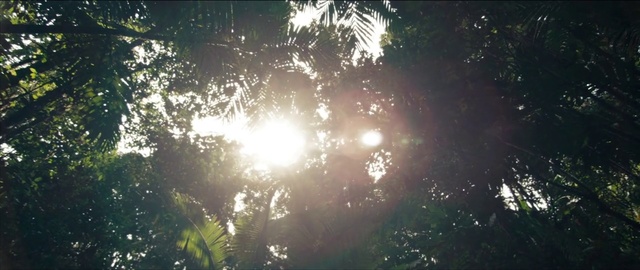 Video Reference: Sunlight, Nature, Vegetation, Light, Green, Natural environment, Tree, Atmospheric phenomenon, Jungle, Sky