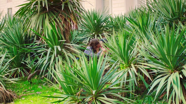 Video Reference: Saw palmetto, Sabal minor, Tree, Plant, Yucca, Arecales, Terrestrial plant, Palm tree, Flower, Botany