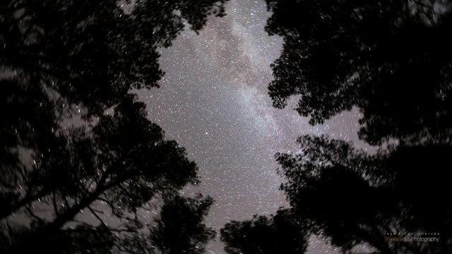 Video Reference: sky, nature, atmosphere, astronomical object, night, tree, darkness, universe, star, biome