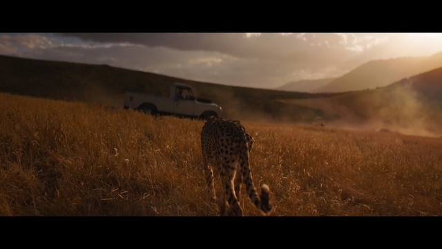 Video Reference: Wildlife, Terrestrial animal, Savanna, Grassland, Sky, Cheetah, Felidae, Ecoregion, Plain, Landscape