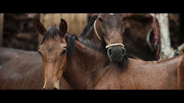 Video Reference: Horse, Mammal, Vertebrate, Mane, Mare, Snout, Mustang horse, Stallion, Wildlife, Foal