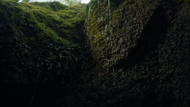 Video Reference: green, vegetation, forest, rock, tree, sky, jungle, biome, terrain, rainforest