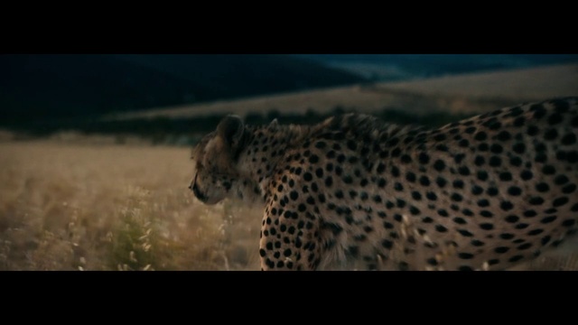 Video Reference: Wildlife, Terrestrial animal, Cheetah, Leopard, Felidae, Jaguar, Big cats, African leopard, Snout, Wilderness