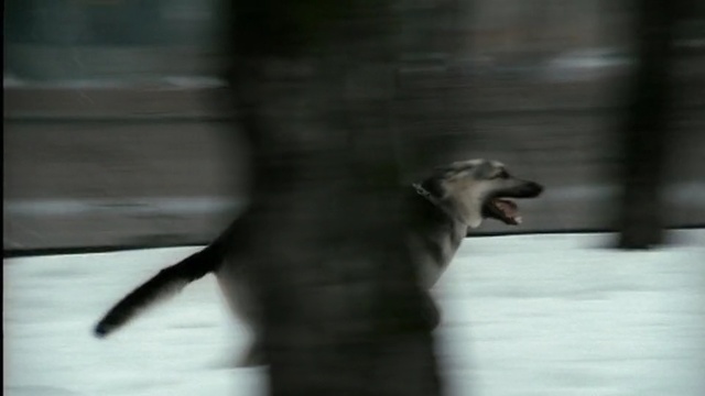 Video Reference: black, mammal, dog like mammal, dog, dog breed, dog breed group, italian greyhound, snout, sporting group, wildlife