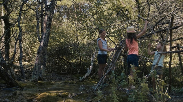 Video Reference: tree, nature, plant, wilderness, woody plant, water, woodland, path, forest, jungle