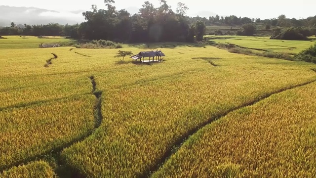 Video Reference: agriculture, field, crop, paddy field, farm, rural area, grass family, grass, plain, grassland