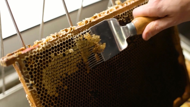 Video Reference: Bee, Honeycomb, Design, Membrane-winged insect, Pattern, Insect, Honeybee, Beehive, Honey