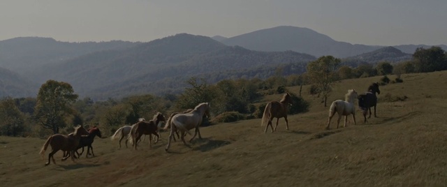 Video Reference: Herd, Wildlife, Ecoregion, Natural environment, Grassland, Steppe, Landscape, Horse, Pasture, Savanna