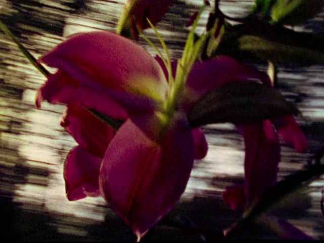 Video Reference: Flower, Flowering plant, Petal, Plant, Purple, Pink, Botany, Magenta, Leaf, Terrestrial plant