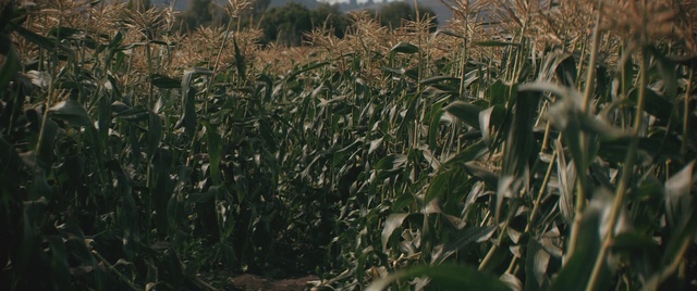 Video Reference: Crop, Field, Plant, Cash crop, Agriculture, Grass family, Grass, Sorghum, Adaptation, Flower