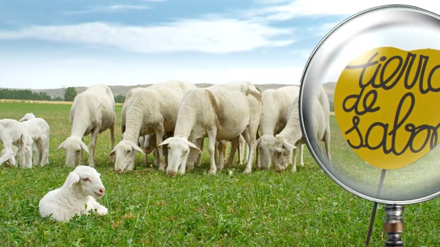 Video Reference: sheep, sheep, grassland, pasture, grazing, grass, herd, cow goat family, goats, livestock