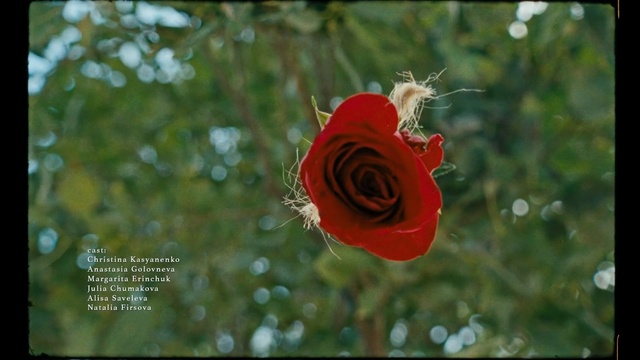 Video Reference: Red, Flower, Petal, Garden roses, Rose, Plant, Botany, Rose family, Organism, Austrian briar