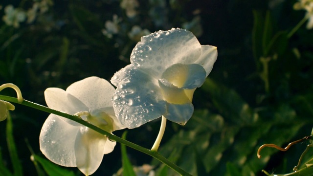 Video Reference: Petal, Flower, White, Water, Plant, Flowering plant, Botany, Leaf, Dew, Wildflower
