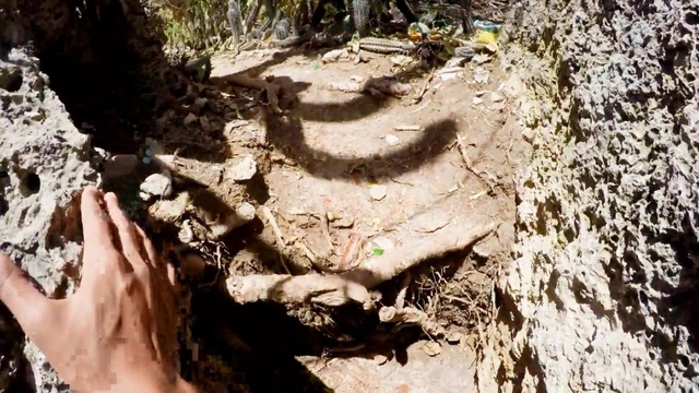 Video Reference: Tree, Trunk, Woody plant, Root, Soil, Plant, Adaptation, Forest, Rock, Woodland