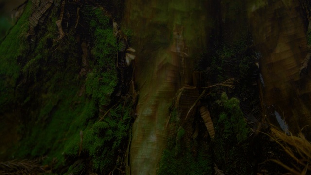 Video Reference: vegetation, ecosystem, forest, old growth forest, jungle, nature reserve, tree, rainforest, formation, biome