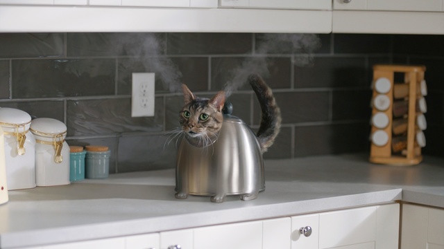 Video Reference: Cat, Felidae, Small to medium-sized cats, Countertop, Room, Tile, Whiskers, Kitchen, Squirrel, Abyssinian, Person