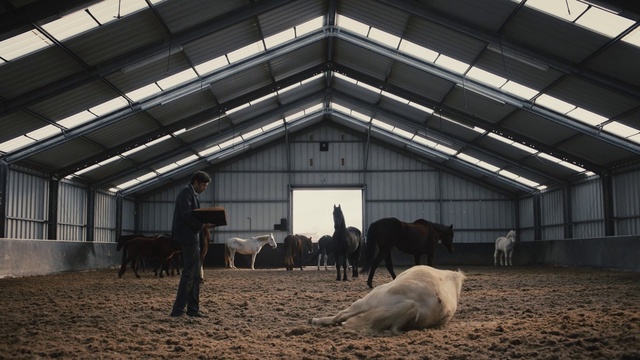 Video Reference: Stable, Bovine, Horse, Barn, Livestock, Stall, Farm, Stallion, Building, Person, Cow, Indoor, Standing, Pen, White, Large, Group, Area, Brown, Enclosure, Herd, Dirt, Room, Cattle, Laying, Field, Ground, Animal, Ceiling, Equestrian, Mammal, Farm building, Roof