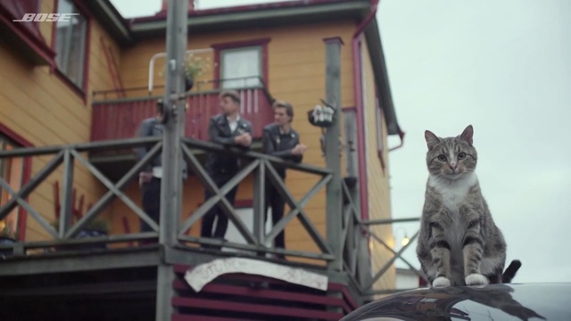 Video Reference: cat, small to medium sized cats, cat like mammal, window, house, facade, roof, Person