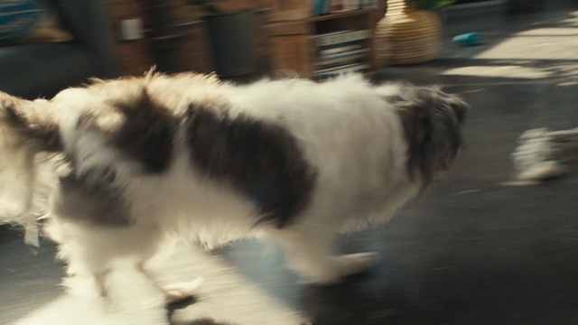 Video Reference: dog, toy dog, borzoi, canine, pet, cat, wolfhound, domestic animal, fur, cute, hound, hunting dog