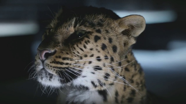 Video Reference: Mammal, Vertebrate, Terrestrial animal, Wildlife, Leopard, Whiskers, Felidae, Jaguar, Big cats, Snout