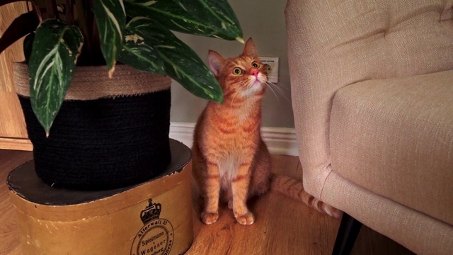 Video Reference: Cat, Mammal, Small to medium-sized cats, Felidae, Whiskers, European shorthair, Carnivore, Domestic short-haired cat, Tabby cat, Kitten