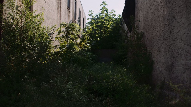 Video Reference: Nature, Vegetation, Tree, Biome, Leaf, Shrub, Wall, Grass, Plant, House