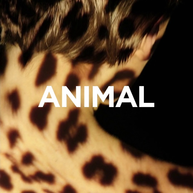 Video Reference: Fur, Font, Whiskers, Close-up, Human, Jaguar, Snout, Felidae, Photography, Adaptation, Person, Animal, Cat, Looking, Close, Zebra, Giraffe, Standing, Black, White, Eating, Mouth, Night, Text, Screenshot, Mammal