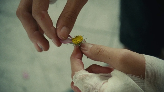Video Reference: Hand, Finger, Flower, Yellow, Plant, Nail, Thumb, Pollen, Petal