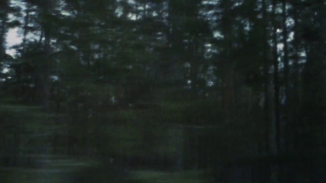 Video Reference: Nature, Black, Tree, Natural environment, Forest, Atmospheric phenomenon, Woodland, Green, Biome, Morning