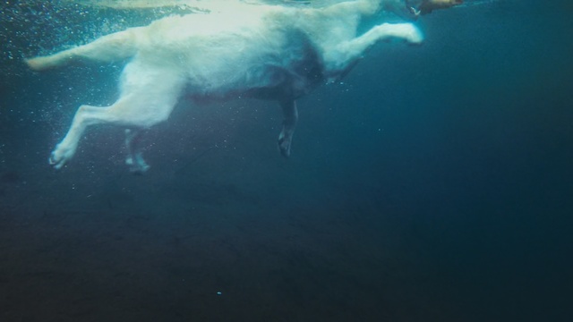 Video Reference: Underwater, Water, Sky, Marine biology, Sea, Recreation, Wildlife