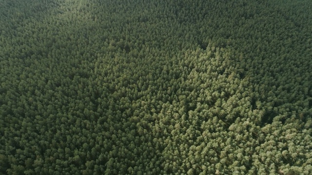 Video Reference: ecosystem, vegetation, green, forest, nature reserve, tree, grass, aerial photography, shrubland, tropical and subtropical coniferous forests