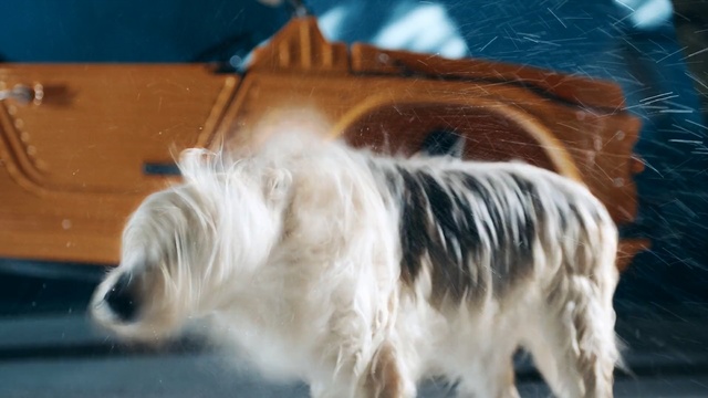 Video Reference: dog, dog like mammal, dog breed, dog breed group, terrier, snout, petit basset griffon vendéen, companion dog, carnivoran, sporting lucas terrier