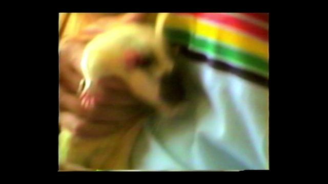 Video Reference: face, hair, green, nose, yellow, red, skin, facial expression, human hair color, man