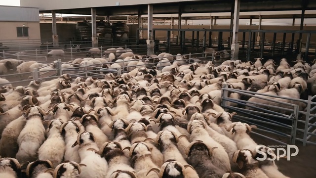 Video Reference: mammal, sheep, livestock, sheep, cow goat family, Person