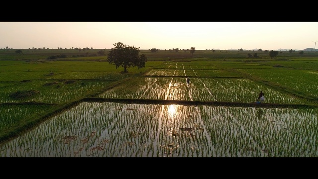 Video Reference: Paddy field, Agriculture, Field, Farm, Crop, Landscape, Rural area, Water, Grass, Grassland