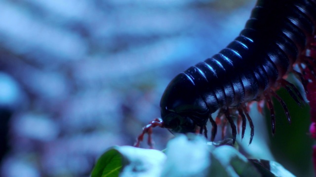 Video Reference: Insect, Invertebrate, Macro photography, Pest, Organism, Close-up, millipedes, Photography, Centipede, Arthropod