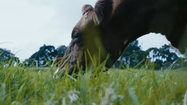 Video Reference: Grass, Pasture, Grassland, Wildlife, Field, Grass, Savanna, Horse, Grazing, Meadow