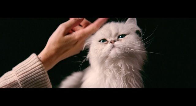 Video Reference: Cat, Mammal, Vertebrate, Small to medium-sized cats, Whiskers, Felidae, Persian, Carnivore, Eye, Asian semi-longhair