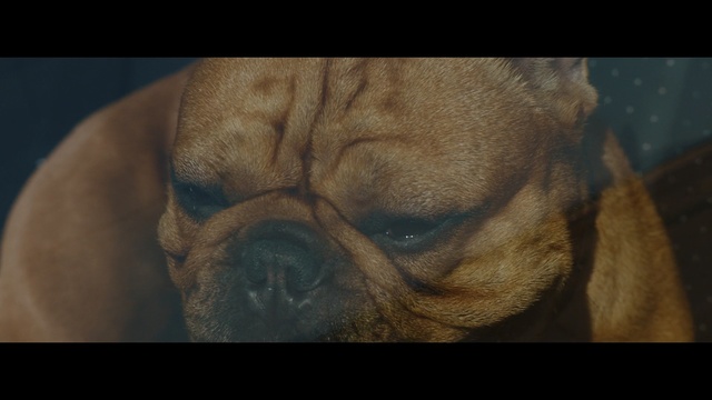 Video Reference: dog like mammal, dog, mammal, dog breed, nose, pug, snout, wrinkle, eye, dog breed group