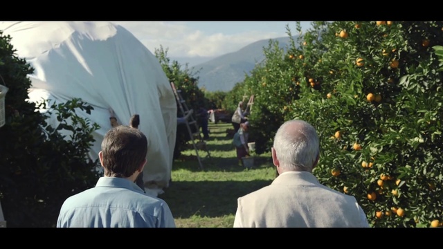 Video Reference: Photograph, Nature, Light, Tree, Sky, Morning, Leaf, Biome, Sunlight, Community