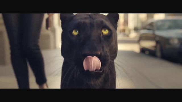 Video Reference: Mammal, Snout, Canidae, Dog, Dog breed, Carnivore, Nose, American pit bull terrier, Eye, Guard dog